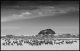 Wilderbeasts near Kilimanjaro