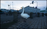 Wooper Swan pre-breakfast townwalk in Reykjavik.