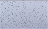 Starlings in late evening fog at Grönhögen 