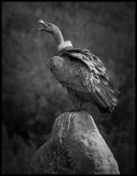 Griffon Vulture in northern Spain