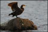 Great Cormorant in Grönhögen harbor