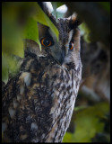 Long-eared Owl in Ottenby lighthouse-garden