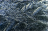 Frosty fur on our garbage can (!)