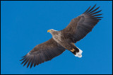 Adult eagle underlit by snow at lake Furen