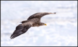 Adult Sea Eagle