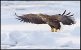 Adult Sea Eagle