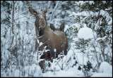 4-ear listening….Moose near Tännforsen