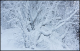 Icecovered trees in Torne hamn