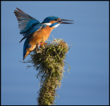 Male Kingfisher swallowing a fish - Berekfrdő Hungary