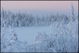 Midwinter forest near Svappavaara