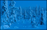 Blue hour forest near Gllivare