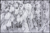 Deepfrozen forest - lvsbyn
