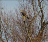 Saker (Tatarfalk - Falco cherrug) - Hungarian puszta