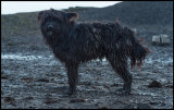 In need of a bath!!  A Hungarian dog at a VERY muddy farm near Turkeve