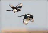 Magpies (2 pictures) - Hungary