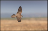 Saker (Tatarfalk - Falco cherrug) - Hungarian puszta