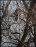 Saker (Tatarfalk - Falco cherrug) - Hungarian puszta