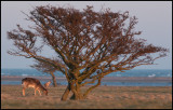 Male Fallow Deer (Dovhjort) at Schäferiet