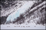 Frozen waterfall and a flock of reindeer near Utsjoki