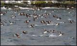 Entering Hornøya with boat where hundreds of Guillemots are fishing