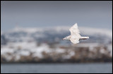 Glaucous Gull near Vard