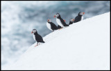 Still winter when the Puffins enter the breeding place at Hornya