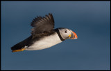 Puffin