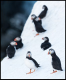 Still winter when the Puffins enter the breeding place at Hornøya