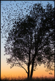 A tree full of Starlings (starar) - Grönhögen at dusk