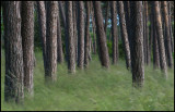 Forest near Ventlinge (strandskog)