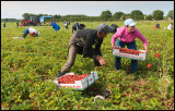 Gusetworkers picking strawberries at Skogsby