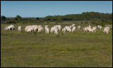 White cows at Gårdstorp