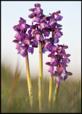 Göknycklar (Orchis morio) - Gårdstorp
