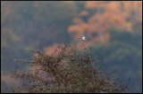 Great Grey Shrike and autumn colors (Varfågel) - Ottenby Lund