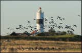 Barnacle Geese (Vitkindade gäss) and Långe Jans lighthouse