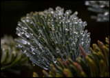 Moister droplets on a Spruce seedling - Karryd