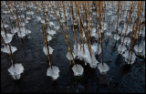 Ice-formations on reed - Gunnn Blekinge