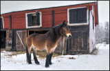 Working horse at Brånäs