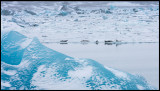 Harbour Seals resting at Jökulsarlon