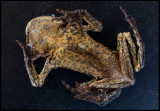 Mummified Toad (padda) found under my bed.....