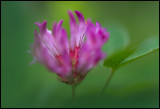 Skogsklöver (Trifolium medium) - Lönsås