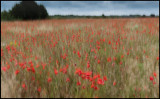 Field of Papaverum - land Skogsby / land