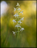 Lesser Butterfly Orchid (Nattviol) - a perfect midsummer night - Karryd