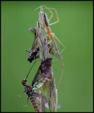 Two mayflies caught by a spider on the top of a straw of grass