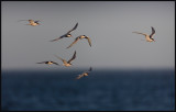 Common Terns (Fisktärnor) on migration at Seby