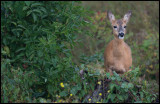 Female Deer - Grnhgen