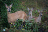 Female Deer with two fawns - Grönhögen