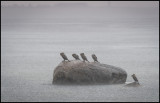 Cormorants in HEAVY rain - Grönhögen