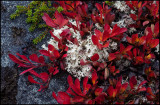 Alpine bearberry (Ripbär) in wonderful autumn colors