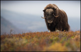 Mysk Ox bull on Dovrefjell